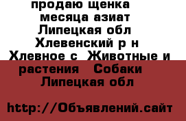 продаю щенка 4.5 месяца азиат - Липецкая обл., Хлевенский р-н, Хлевное с. Животные и растения » Собаки   . Липецкая обл.